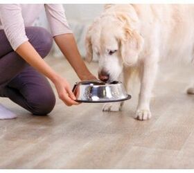 FDA Announces Recall of Performance Dog Raw Products