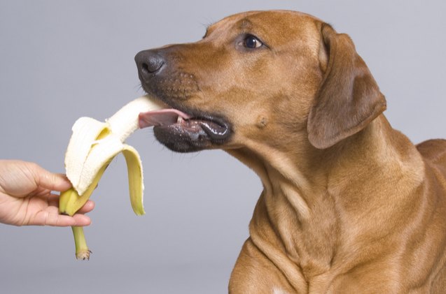Can my dog eat banana Clearance
