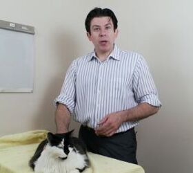 Cats React to 'Baby Talk' From Their Owners, but Not Strangers