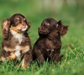 Pom-Chi Dog Breed Health, Temperament, Training, Feeding and Puppies -  PetGuide