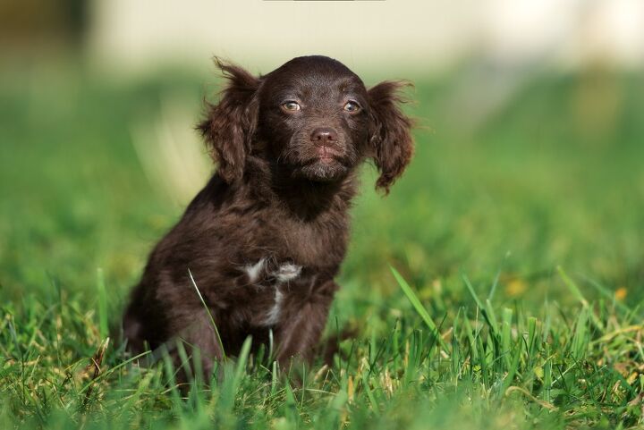 Cavapom Cavapom Dog Breed Information Characteristics cavapom-cavapom-dog-breed-information-characteristics