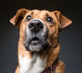 Mysterious Mutts: Study Shows Shelters Often Misidentify Dog Breeds