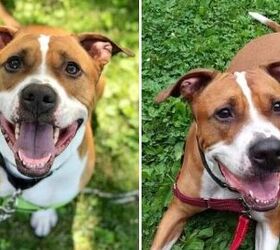 Adoptable Dog of the Week- Reptar | PetGuide
