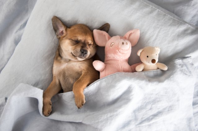 are you losing sleep because of your pet use this calculator to find out