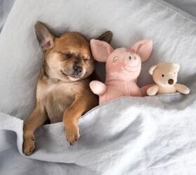 Are You Losing Sleep Because of Your Pet? Use This Calculator to Find 