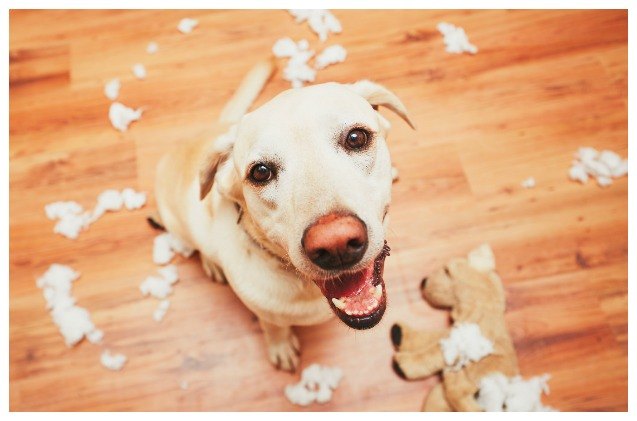 study suggests well behaved dogs have less stressed owners
