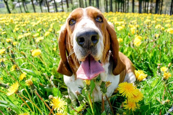 top 10 smelly dog breeds