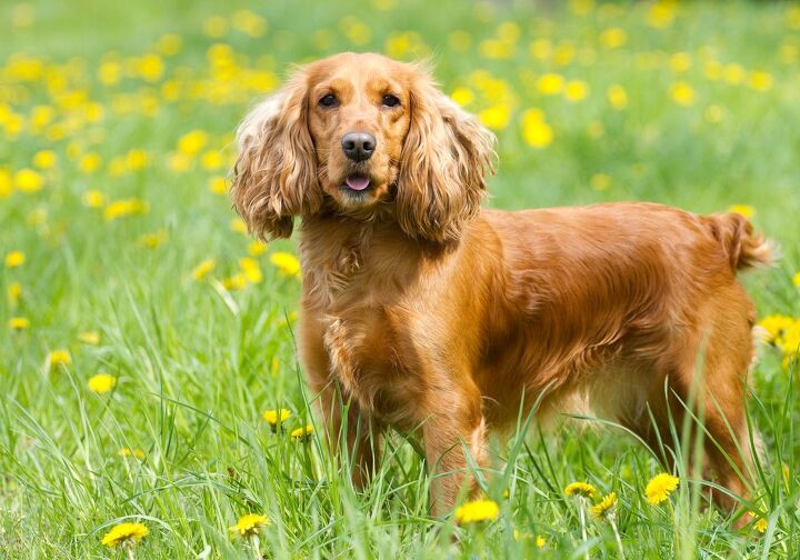 top 10 smelly dog breeds