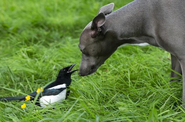 this unlikely friendship between a magpie and a whippet will melt your heart