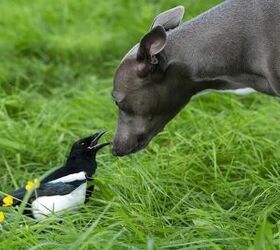 This Unlikely Friendship Between a Magpie and a Whippet Will Melt Your