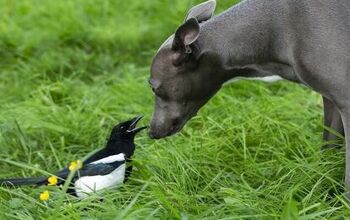 This Unlikely Friendship Between a Magpie and a Whippet Will Melt Your