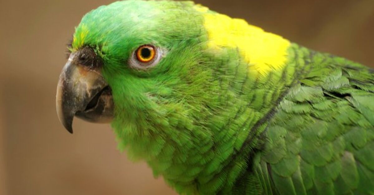 Yellow Naped Amazon - Petcare Mag