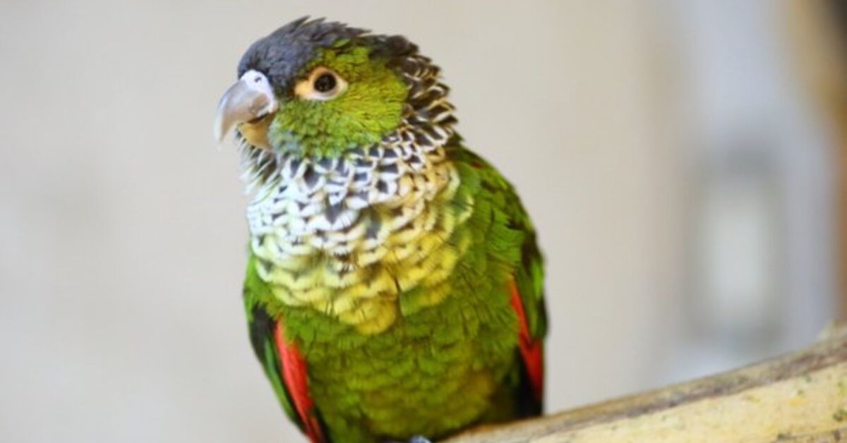 Скалистый краснохвостый попугай: описание, уход и содержание Скалистый краснохвостый попугай: описание, уход и содержание