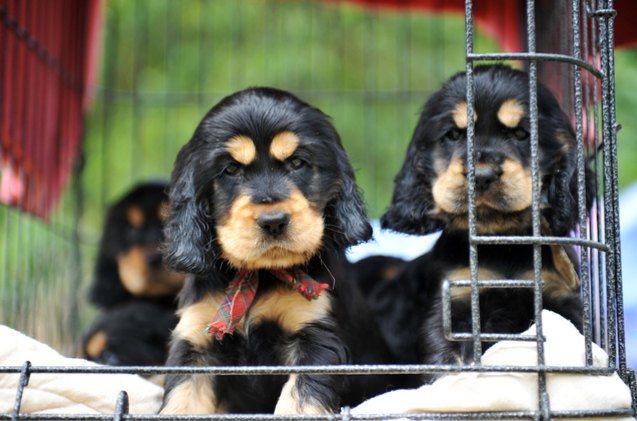 drug resistant infection outbreak in people connected to pet store puppies