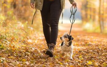 Autumn Outbreak of a Mysterious Woodland Disease Keeps Dog Owners Worr