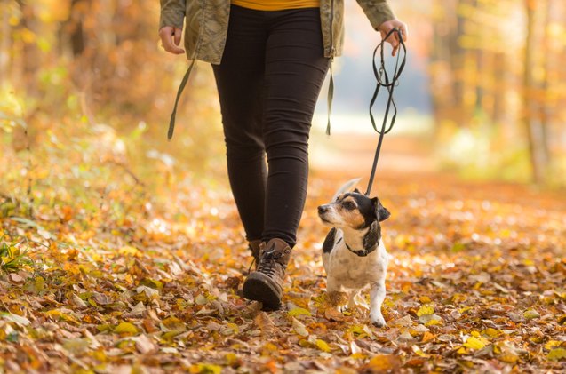autumn outbreak of a mysterious woodland disease keeps dog owners worr
