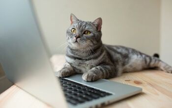 4 Addictive YouTube Channels for Cat Lovers