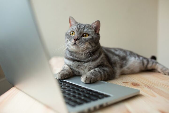 4 addictive youtube channels for cat lovers