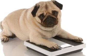 Owner Behavior to Blame for Pet Obesity, Researchers Reveal