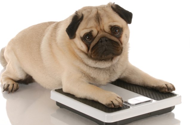 owner behavior to blame for pet obesity researchers reveal