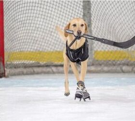 Benny the Vegas Ice-Skating dog passes away