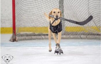 Ice-Skating Rescue Dog Melts Our Hearts
