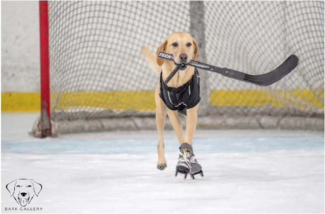 ice skating rescue dog melts our hearts