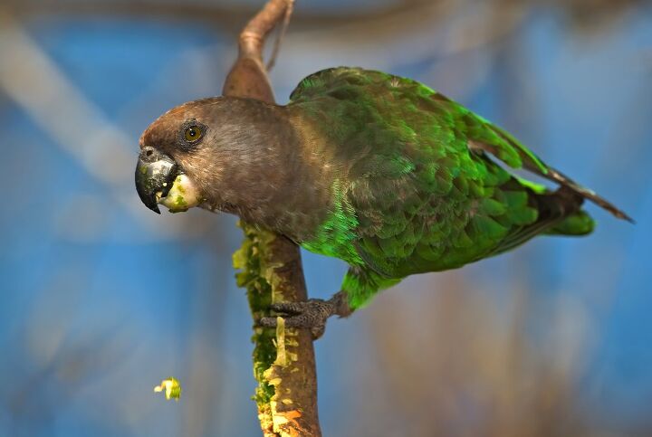brown headed parrot