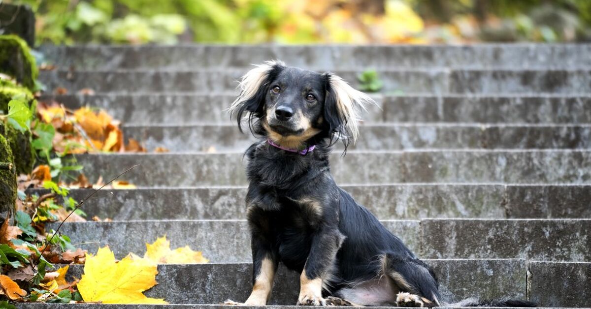 Dameranian Secrets: Unveiling This Charming Hybrid's Charm