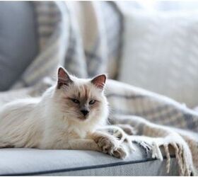 Study: Feline Hyperthyroidism May Linked To Carpet and Furniture Chemi