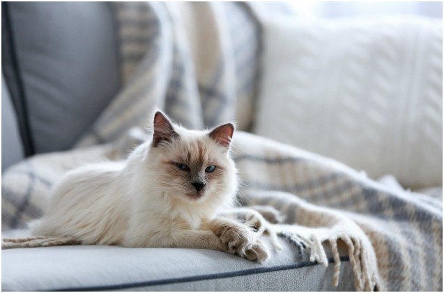 study feline hyperthyroidism may linked to carpet and furniture chemi