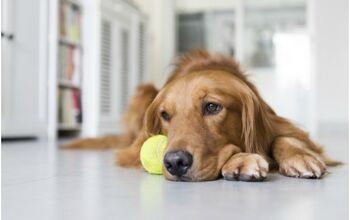 Vet Expert Warns Too Much Screen Time May Lead To Depressed Doggies