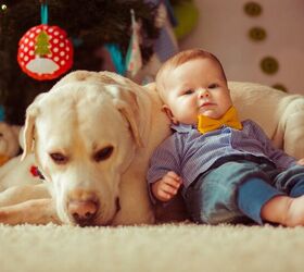 6 ways to prepare your dog before your baby arrives