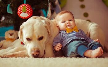 6 Ways to Prepare Your Dog Before Your Baby Arrives