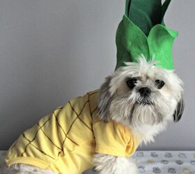 diy pineapple dog halloween costume