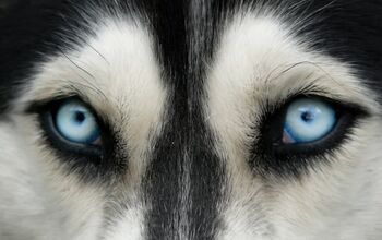 Scientists Reveal Why Huskies Have Blue Eyes