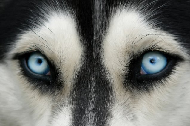 scientists reveal why huskies have blue eyes