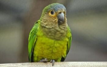 Brown Throated Conure