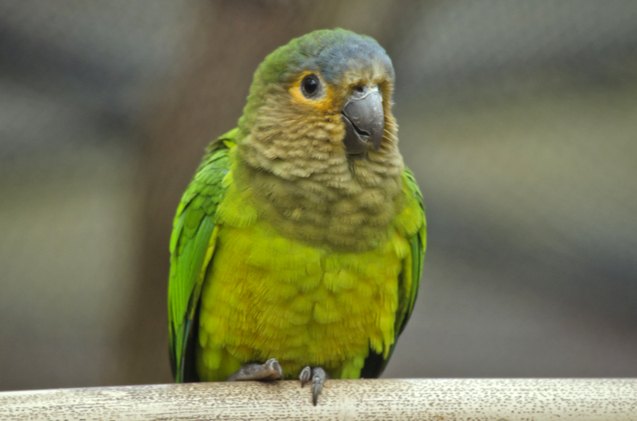 brown throated conure