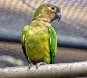 brown throated conure