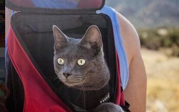 Adventure Cat Inspiration &#038; Tips: Meet Walter!