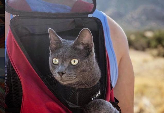 adventure cat inspiration tips meet walter
