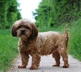 Lhasa apso and pomeranian 2024 mix