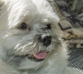 Lhasa apso sale and pomeranian mix