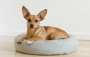 Go Green: This Stylish Pet Bed Is Made From Recycled Plastic Bottles