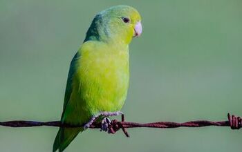 Turquoise Rumped Parrotlet