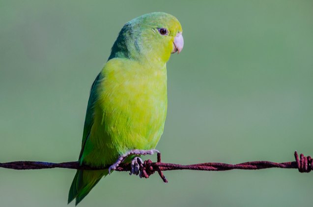 turquoise rumped parrotlet