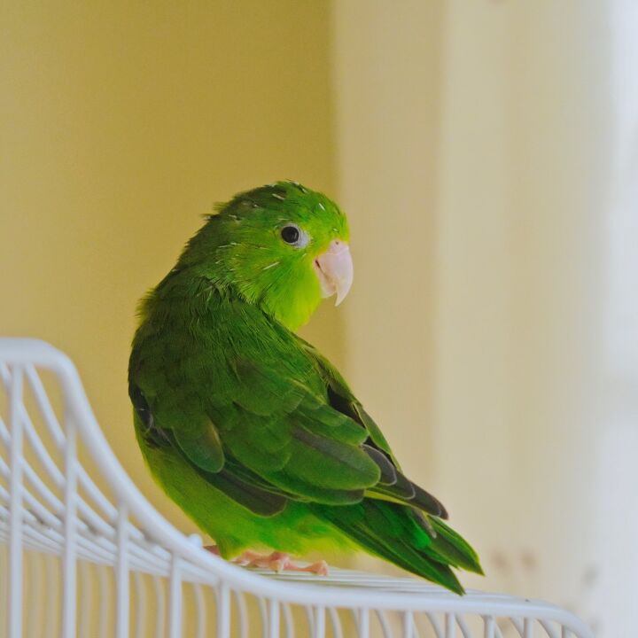 turquoise rumped parrotlet