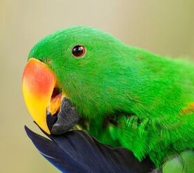 Red Sided Parrot