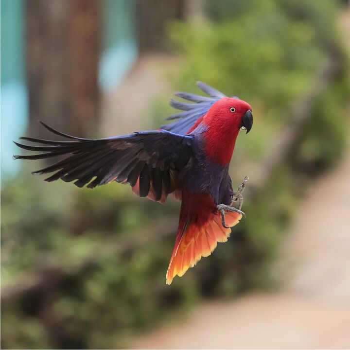 Red Parrot Bird